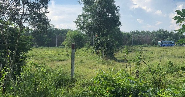 Từ giờ, siết điều kiện tách thửa đất trồng cây lâu năm Từ giờ, siết điều kiện tách thửa đất trồng cây lâu năm