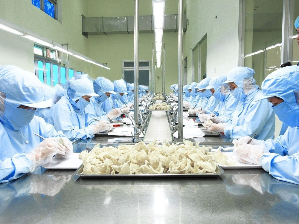 Sản phẩm tổ yến xuất sang Trung Quốc nằm trong diện quản lý mới. yen-0451.jpg