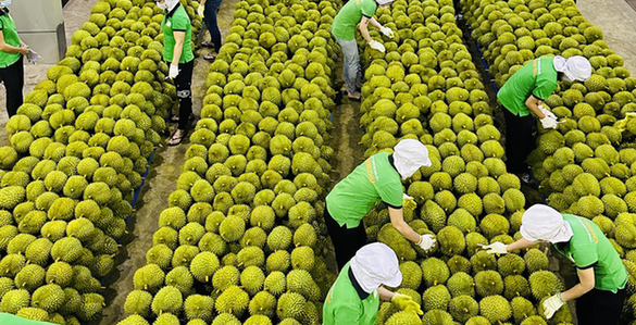 rau-qua-viet-xuat-khau.png