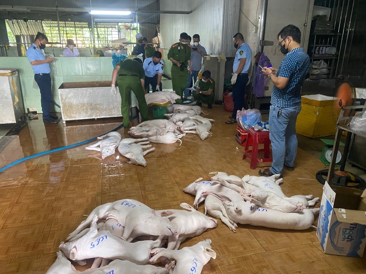 Vụ thịt lợn dịch vào bếp ăn: Nói thẳng về trách nhiệm của ngành nông nghiệp - Ảnh 2.