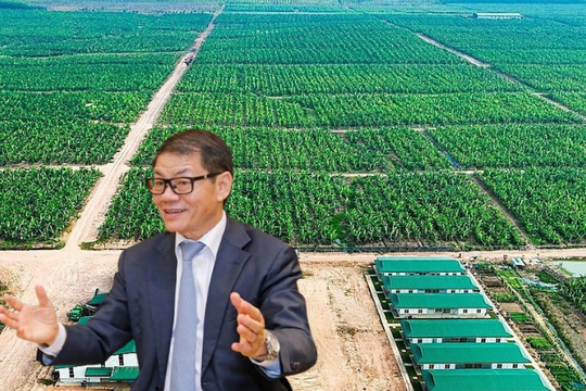 HAGL Agrico (HNG) lỗ lũy kế gần 10.400 tỷ đồng: Kiểm toán nghi ngờ khả năng hoạt động liên tục, THACO đưa ra cam kết