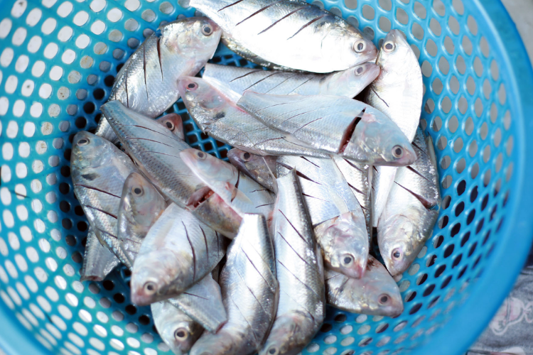 Loài cá 'bình dân' được Mỹ xếp vào nhóm tốt nhất thế giới: Ăn đúng cách giúp giảm nguy cơ đột quỵ, bổ tim, chắc xương