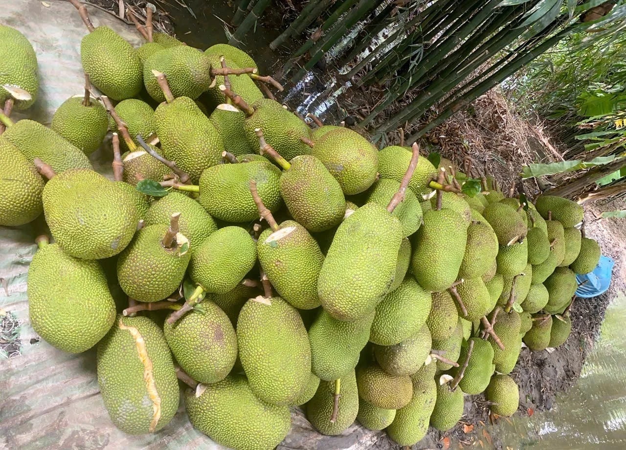 Trở tay không kịp vì giá mít 'lên đỉnh, xuống đáy' - Ảnh 7.