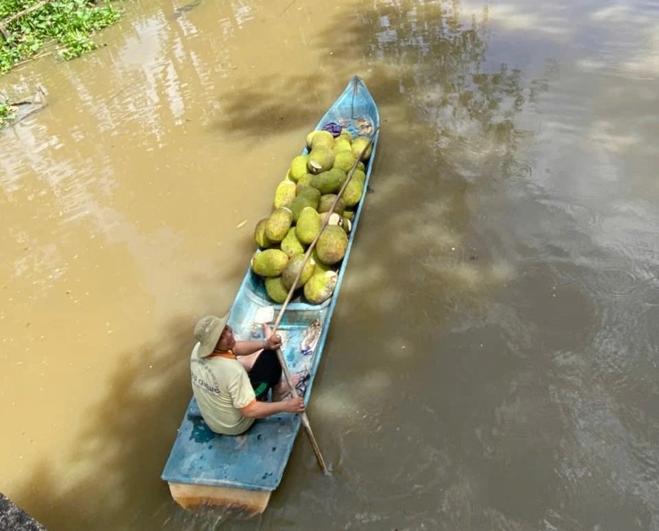 Trở tay không kịp vì giá mít 'lên đỉnh, xuống đáy' - Ảnh 1.