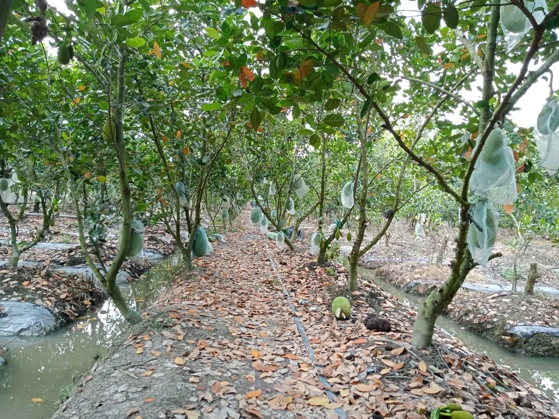 Trở tay không kịp vì giá mít 'lên đỉnh, xuống đáy' - Ảnh 8.