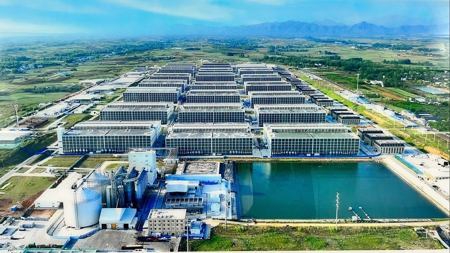 BAF Việt Nam đặt mục tiêu sản lượng heo vượt 1,2 triệu con, lợi nhuận tăng trên 500% - Ảnh 1.