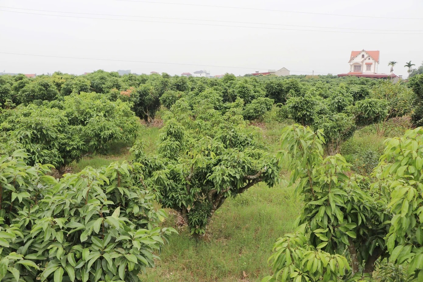 Nguy cơ mất mùa vải thiều - Ảnh 1.