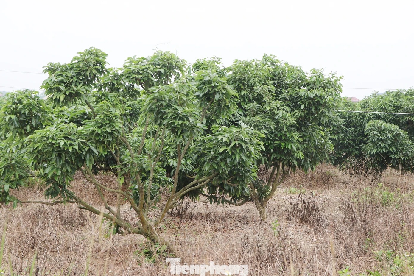 Nguy cơ mất mùa vải thiều - Ảnh 2.