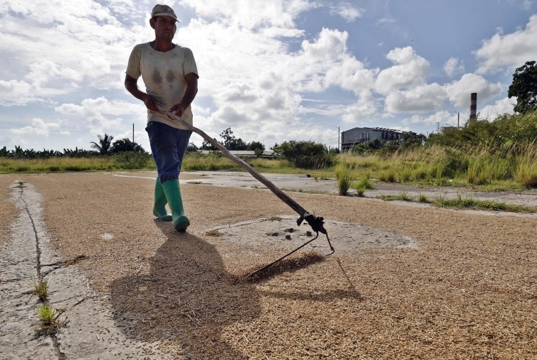 Tại Cuba máy móc thiếu dầu để vận hành, chuyên gia nông nghiệp Việt Nam gợi ý dùng ngựa đi cày, phơi lúa kiểu ‘ông bà’ vẫn áp dụng