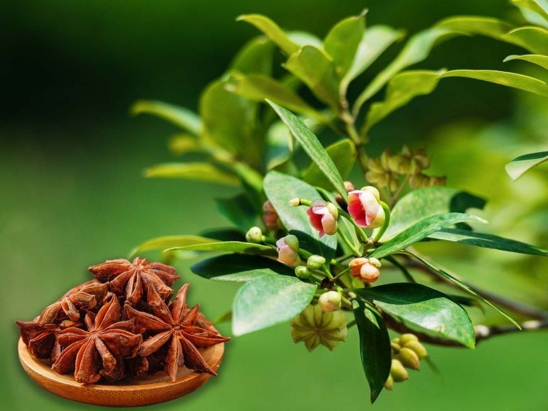 Loại hoa khô là đặc sản của tỉnh miền núi phía Bắc khiến Ấn Độ và Mỹ mê mẩn, 'nộp' hàng chục triệu USD cho Việt Nam