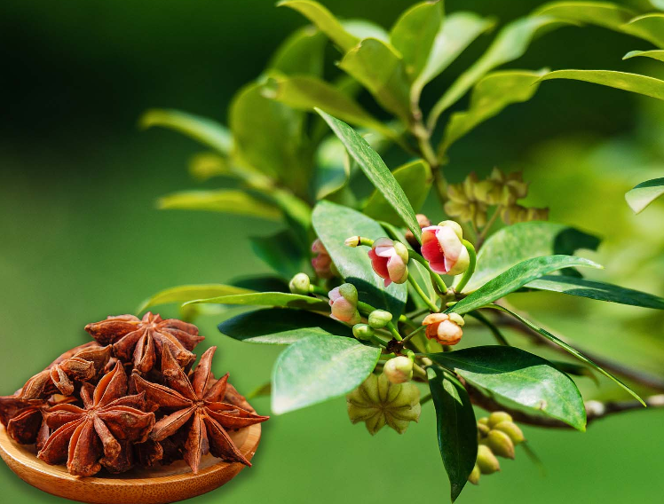 'Cánh hoa nghìn tỷ' chỉ vài nước trồng được: Việt Nam bỏ túi hơn 11 triệu USD sau 3 tháng, quốc gia này 'săn' mua không ngừng