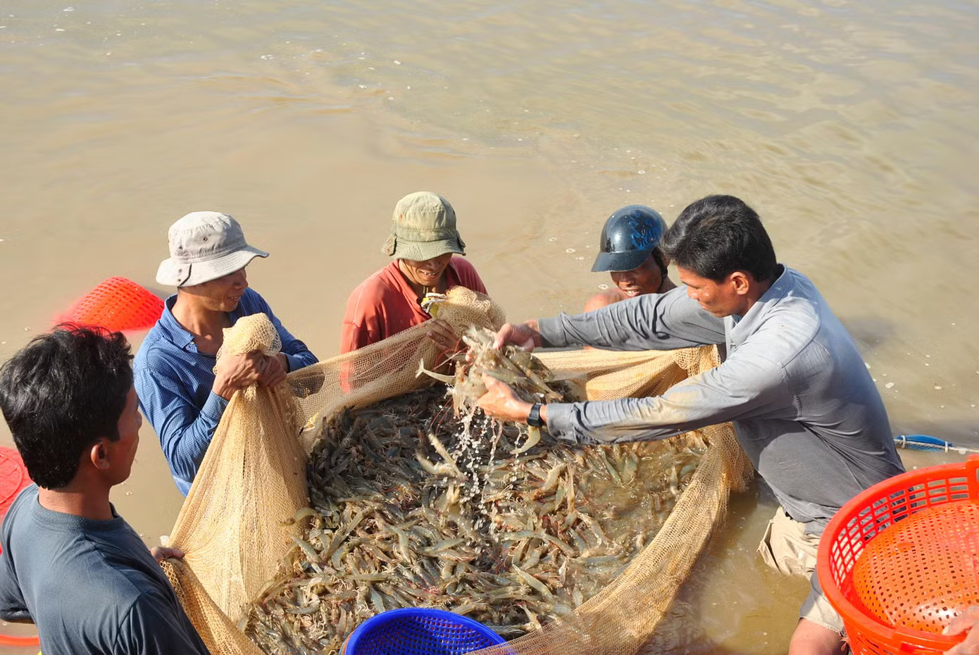 Doanh nghiệp xuất khẩu tôm gặp khó khăn. Doanh nghiệp xuất khẩu tôm 'cầu cứu' - Ảnh 1.
