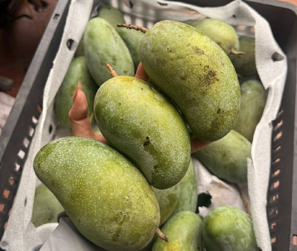 Loại xoài hạt 'mỏng như lá', giá chỉ từ 15.000 đồng/kg, chợ Việt bán chạy rần rần