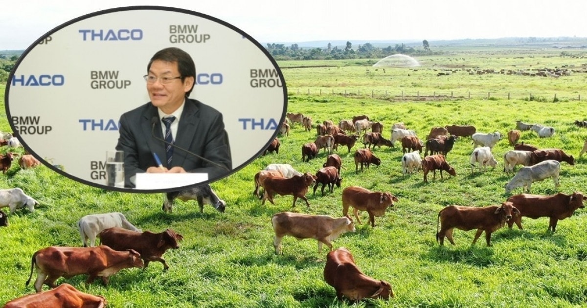 Vụ 302 doanh nghiệp vào diện theo dõi của Cục Thuế: Ghi tên một công ty chăn nuôi bò quy mô nghìn tỷ trong hệ sinh thái của tỷ phú Trần Bá Dương