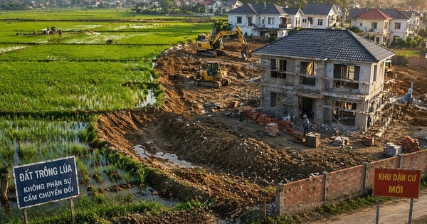 Kể từ nay, chuyển đất trồng lúa sang đất ở trái phép có thể bị phạt đến 400 triệu đồng