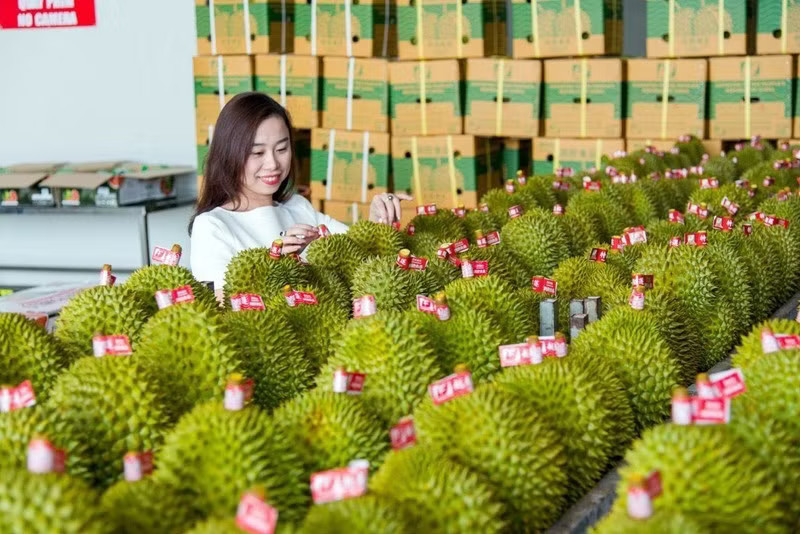 Sầu riêng trở thành mặt hàng xuất khẩu tỷ USD từ sau khi Việt Nam ký Nghị định thư với Trung Quốc. Thương mại Việt Nam - Trung Quốc tăng tốc kỷ lục - Ảnh 1.