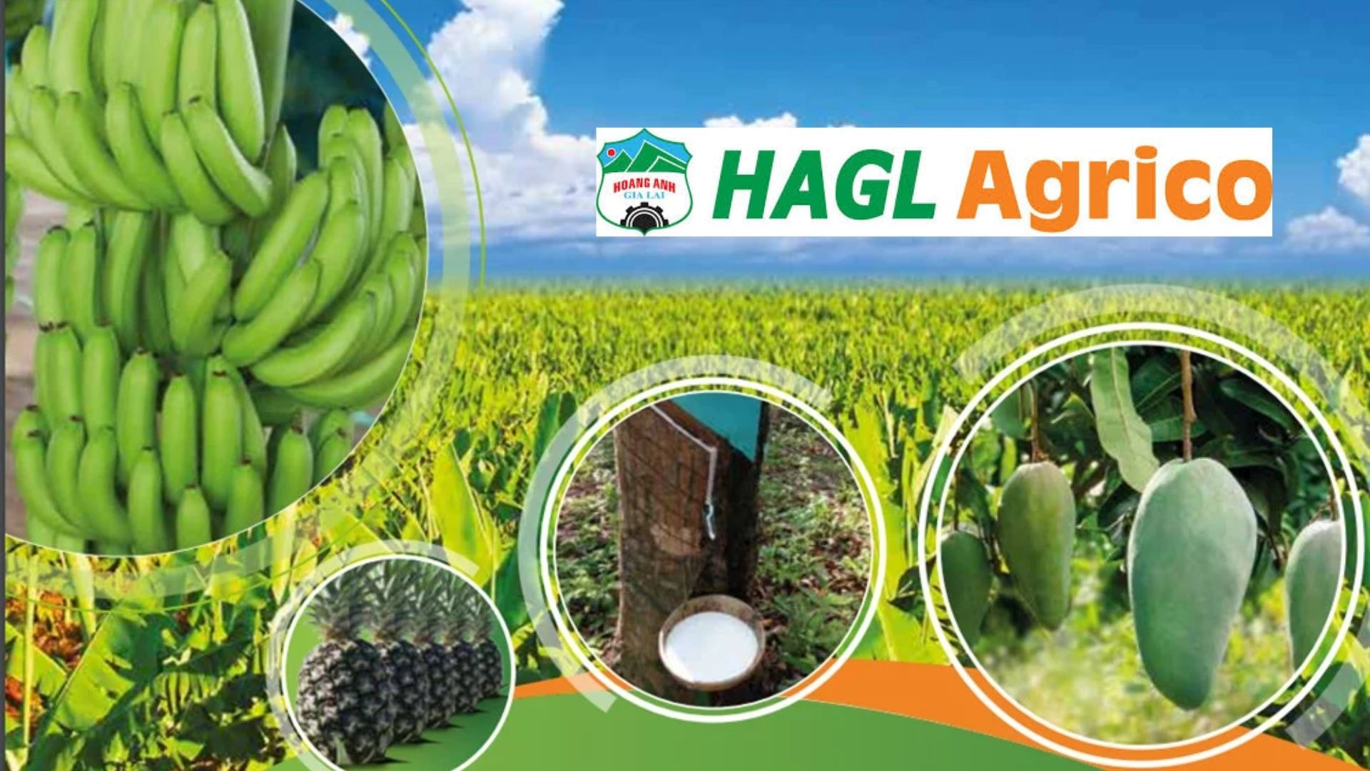 HAGL Agrico của ông Trần Bá Dương muốn đặt trọng tâm vào trồng chuối giống bầu Đức