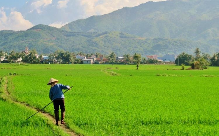 Từ giờ, chuyển đất lúa sang mục đích khác phải đáp ứng loạt điều kiện chặt chẽ- Ảnh 1. Từ giờ, chuyển đất lúa sang mục đích khác phải đáp ứng loạt điều kiện chặt chẽ- Ảnh 1.