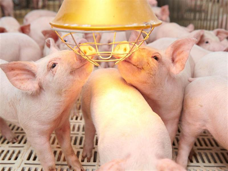 Đại gia chăn nuôi báo lãi kỷ lục hơn 3.600 tỷ, vượt xa loạt đối thủ Nông nghiệp Hòa Phát, Dabaco, BAF