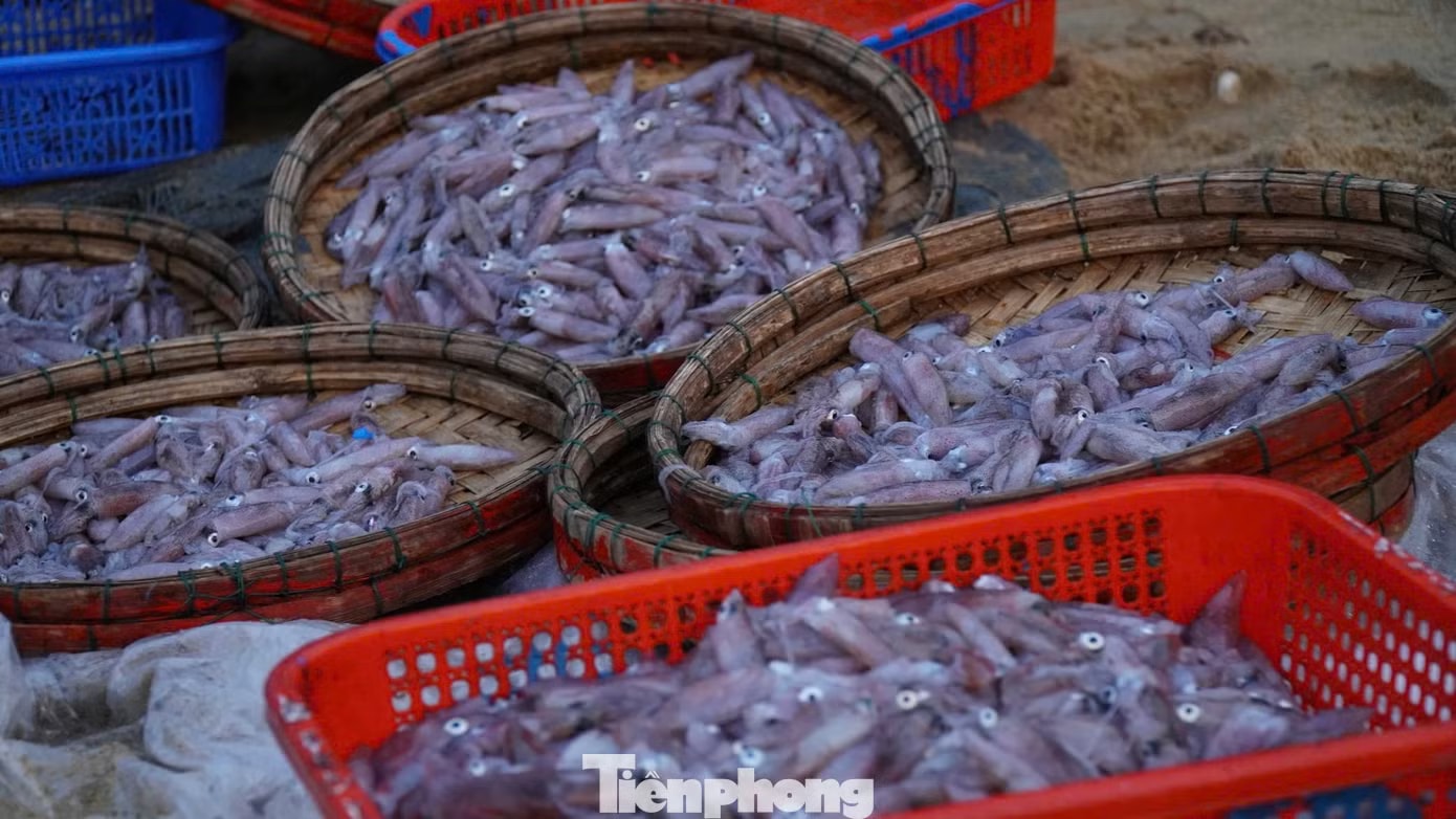 'Đột nhập' chợ mực Cửa Lở lúc rạng sáng - Ảnh 8.