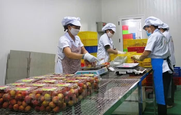 Nghịch lý mùa vải năm nay - Ảnh 2.