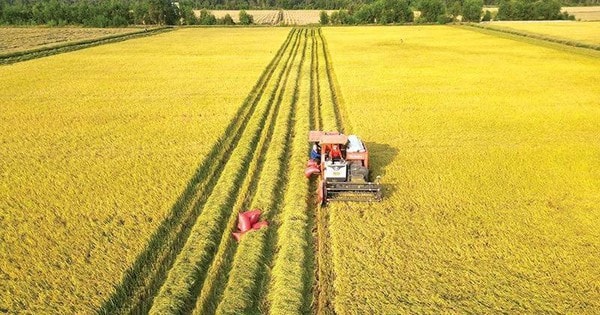 Trong vòng 5 năm tới, Việt Nam dự kiến giảm hơn 1 triệu ha đất nông nghiệp