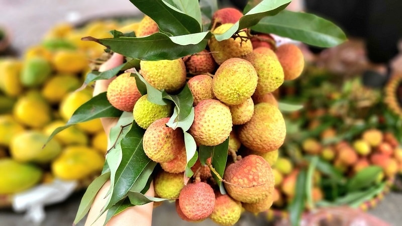 Vải đầu mùa giá 'leo thang' bất ngờ, người trồng tiết lộ lý do phía sau