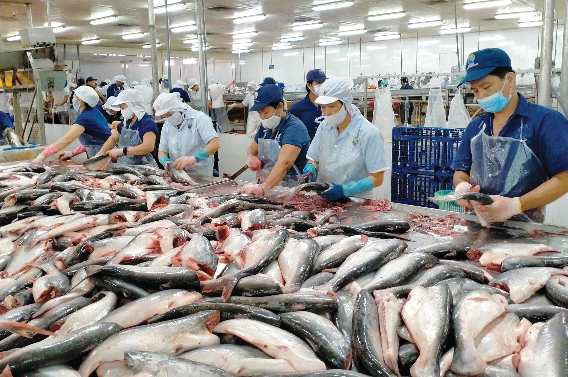 indias-booming-marine-exports-17358970817221294668659.jpg