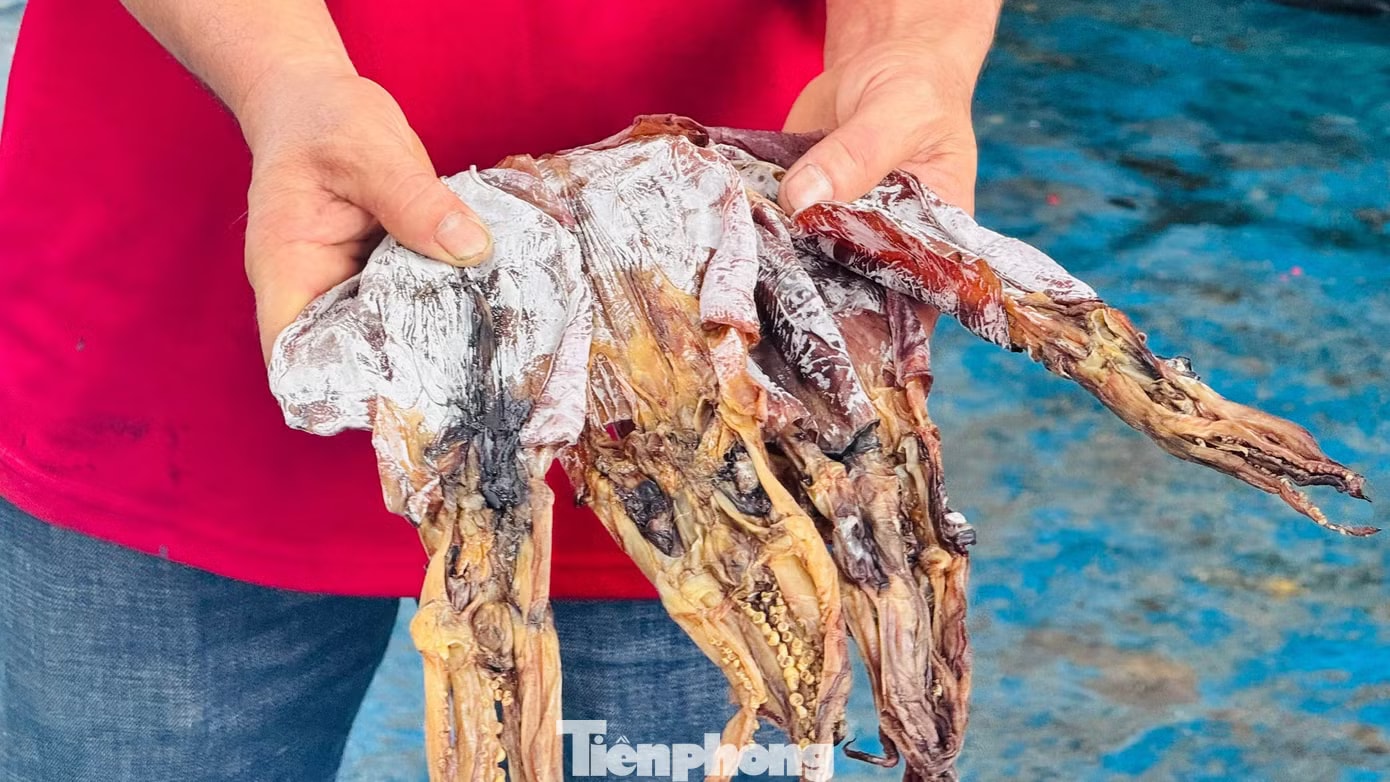 Giá mực cao chưa từng có, mỗi tàu thu về chục tỷ đồng sau chuyến đi biển - Ảnh 8.