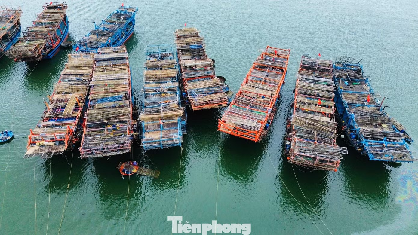 Giá mực cao chưa từng có, mỗi tàu thu về chục tỷ đồng sau chuyến đi biển - Ảnh 9.
