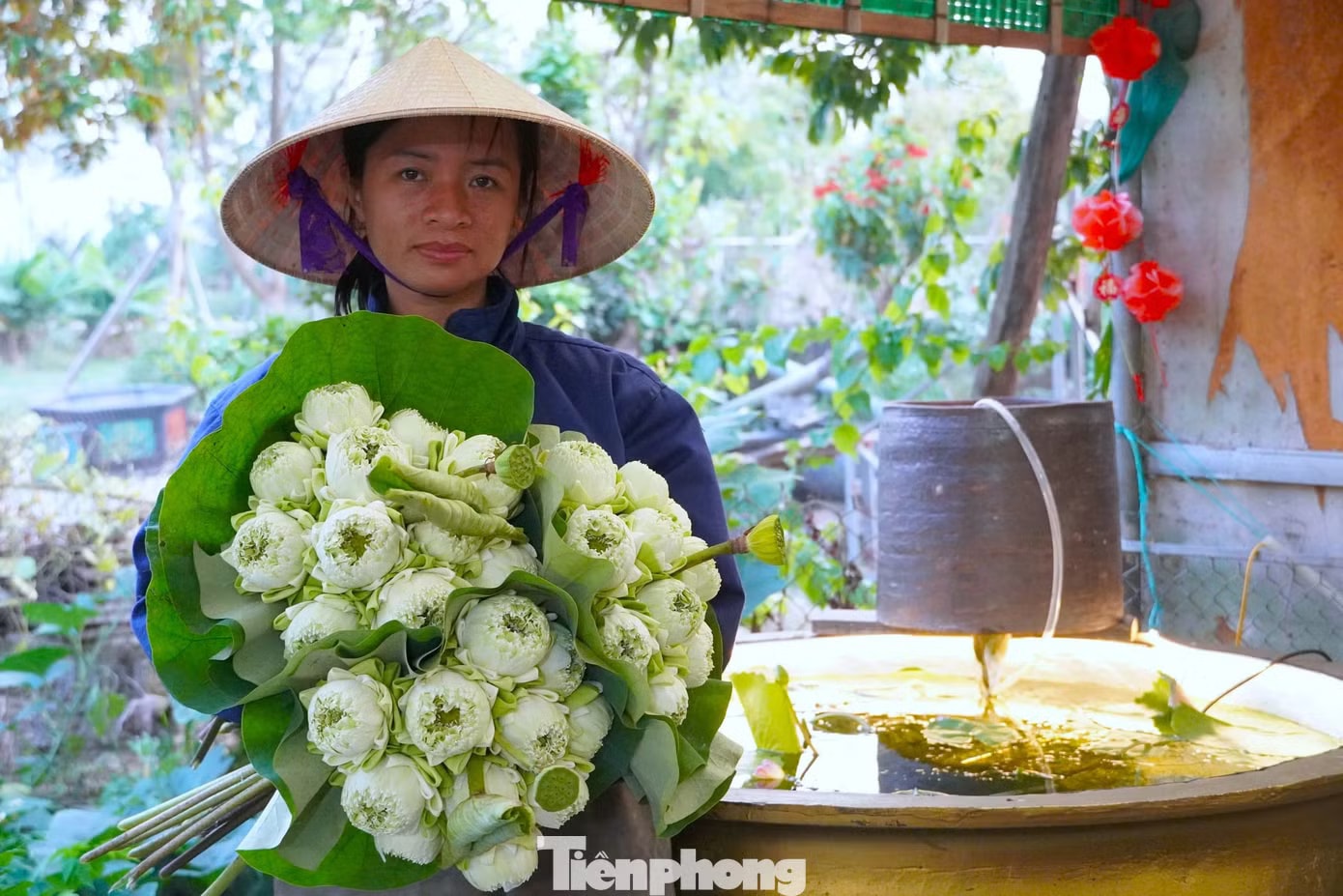 Nghề trồng sen ở quê Bác - Ảnh 8.