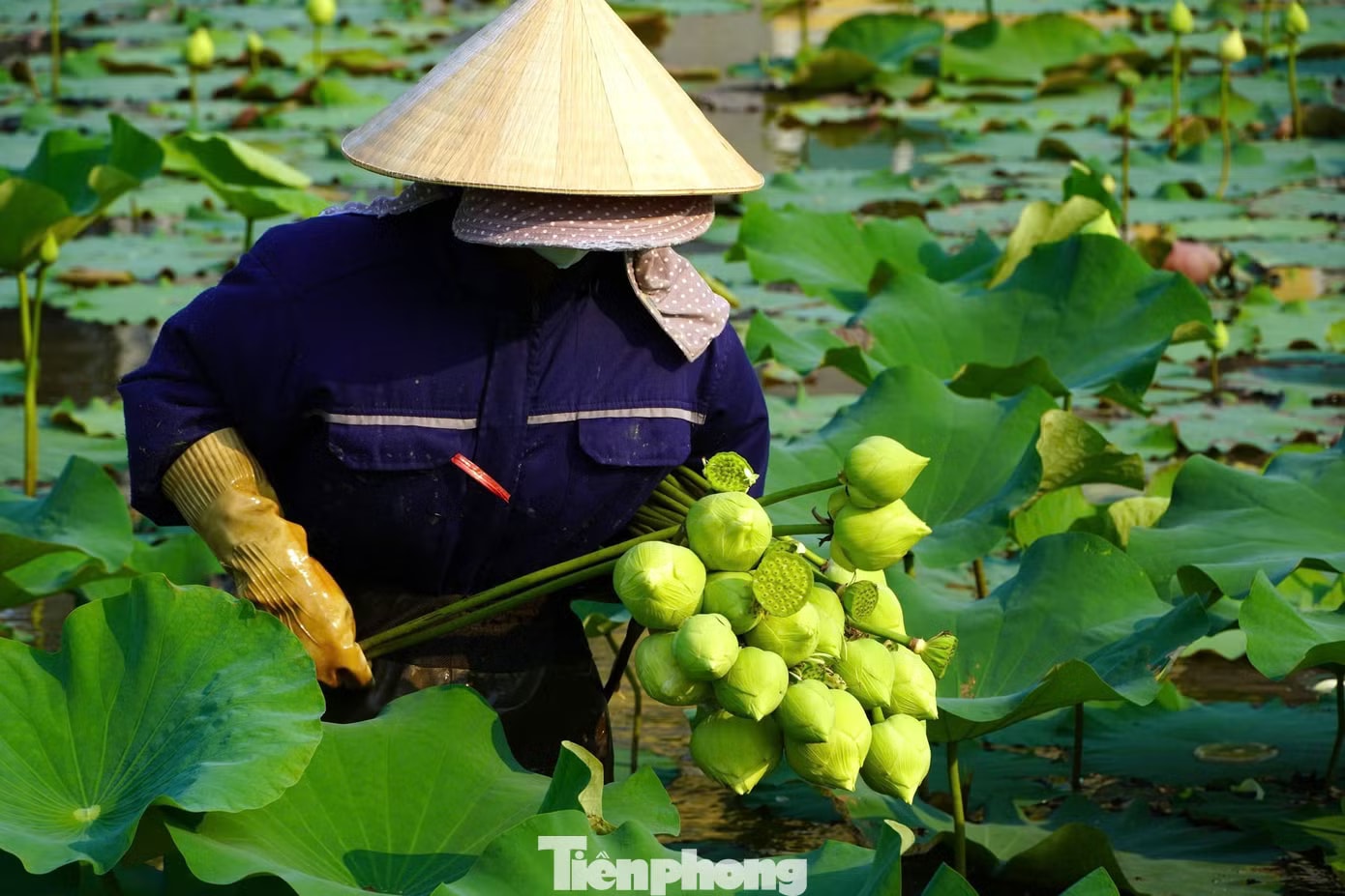 Nghề trồng sen ở quê Bác - Ảnh 2.