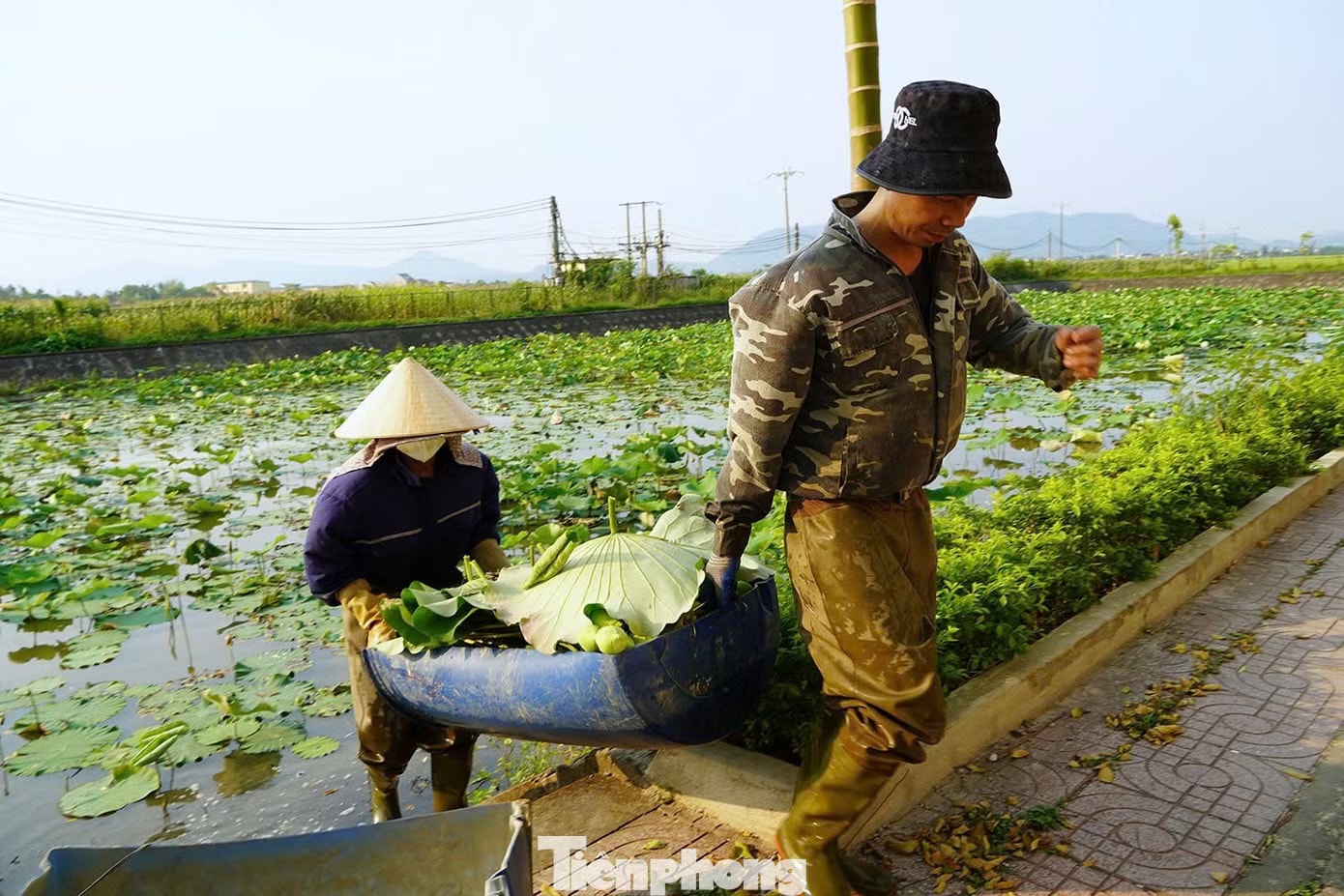Nghề trồng sen ở quê Bác - Ảnh 6.
