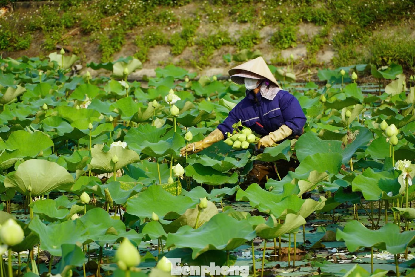 Nghề trồng sen ở quê Bác - Ảnh 1.