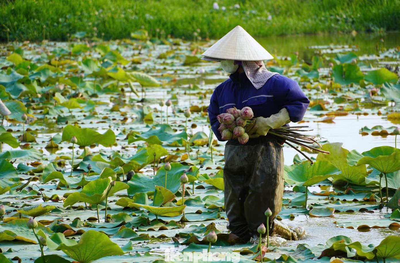 Nghề trồng sen ở quê Bác - Ảnh 4.
