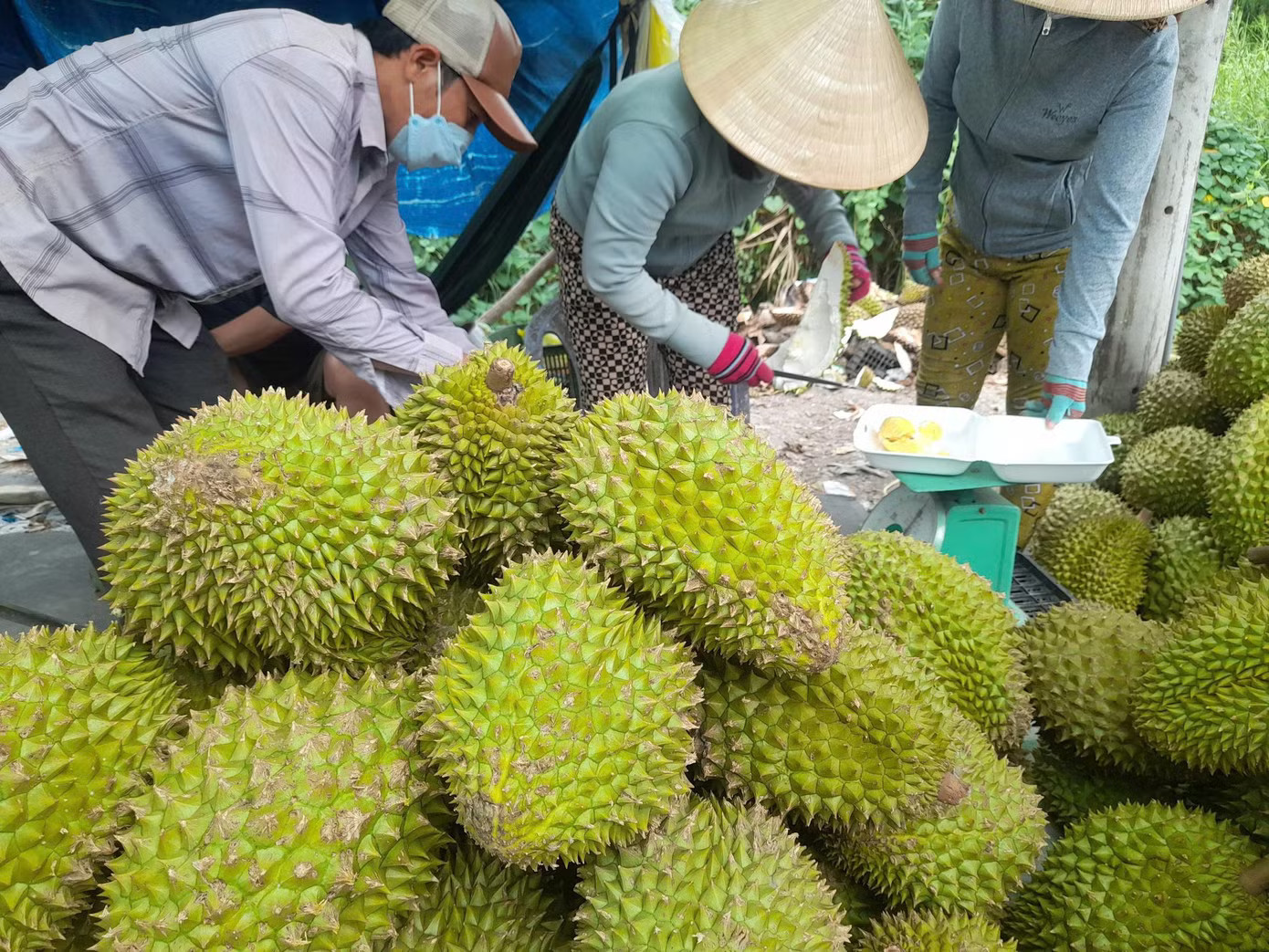 Sốt ruột vì giá sầu riêng chưa thoát đáy - Ảnh 2.