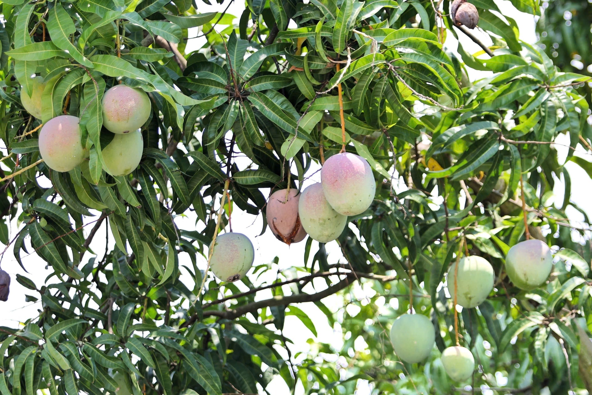 Không chỉ sầu riêng, quốc gia láng giềng Việt Nam đang tăng tốc với loại trái cây được ca ngợi 'ngon nhất hành tinh'