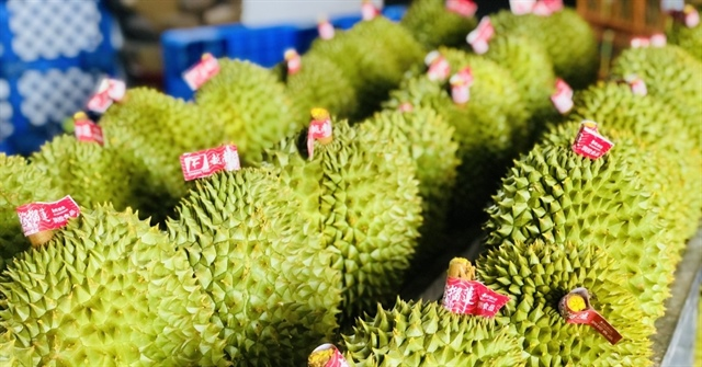 Từ ‘vua trái cây’ đỉnh giá 150.000 đồng đến thảm cảnh 20.000 đồng/kg: Điều gì đang kéo sầu riêng Việt lao dốc?