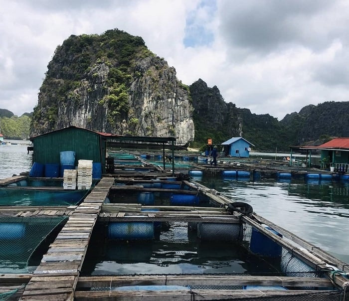 ác lồng cá tại làng chài Cái Bèo (Ảnh- @farwegotravelvietnam) 