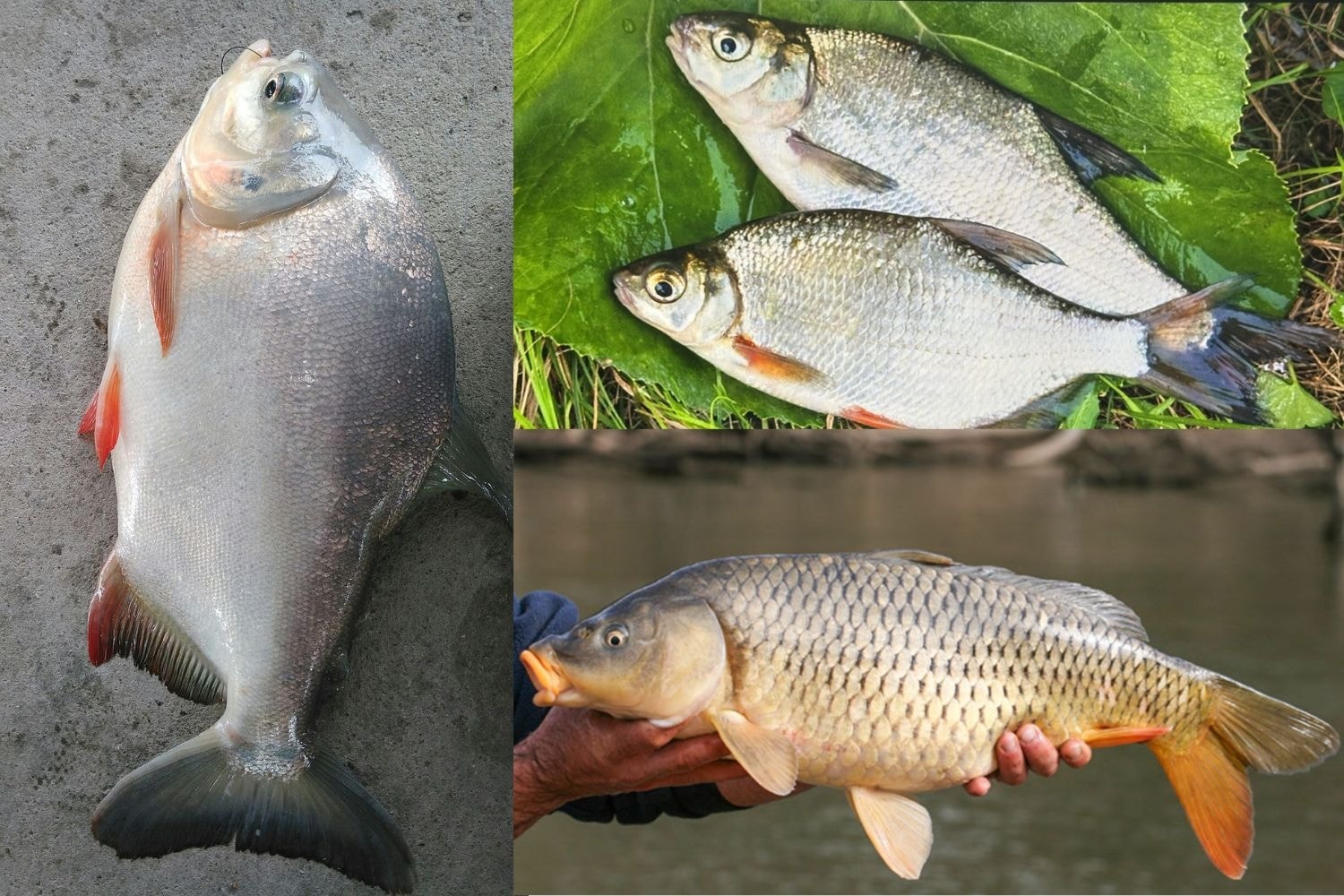Các loại cá bổ dưỡng