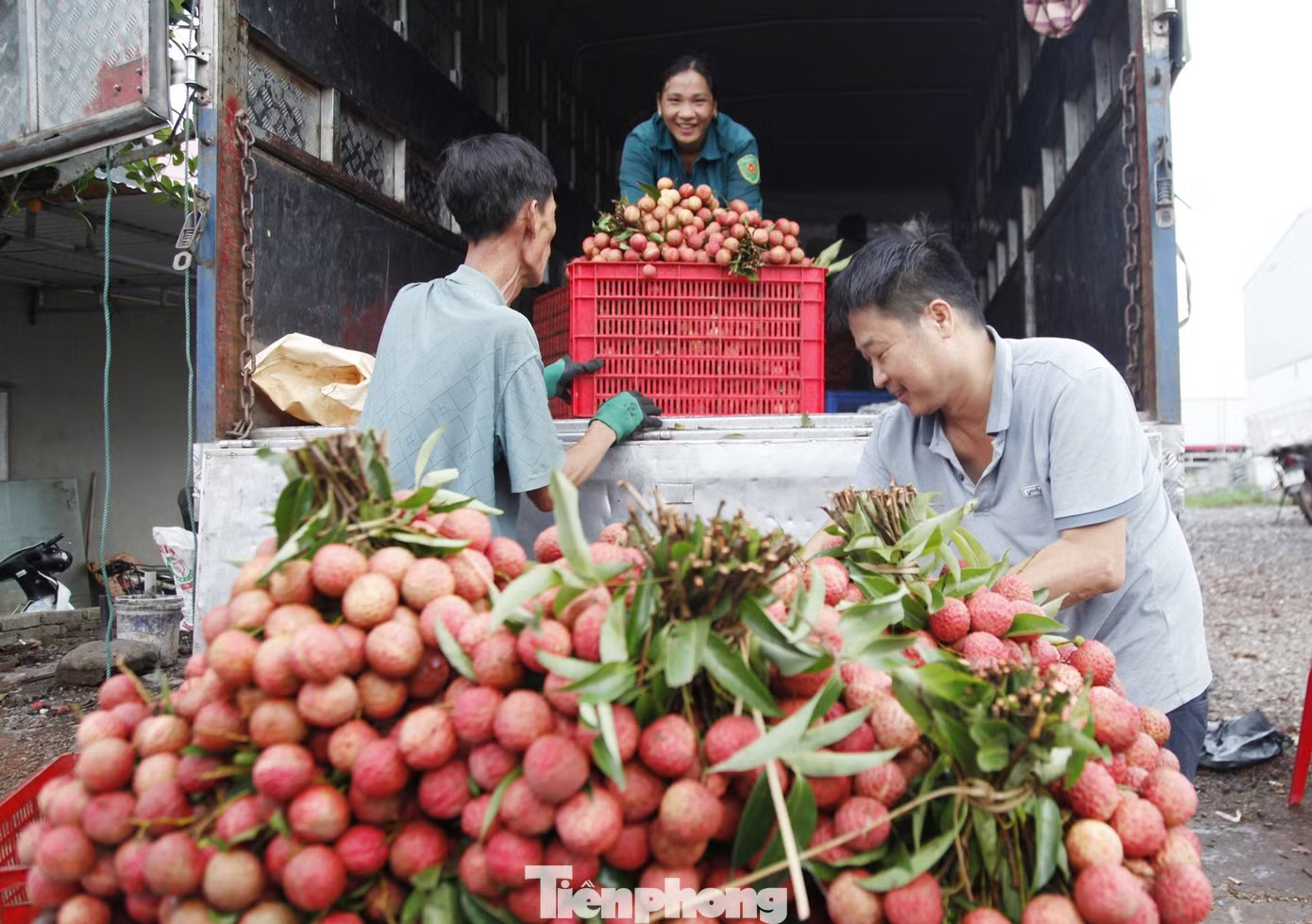 Khóc, cười mùa vải thiều Bắc Ninh - Ảnh 2.