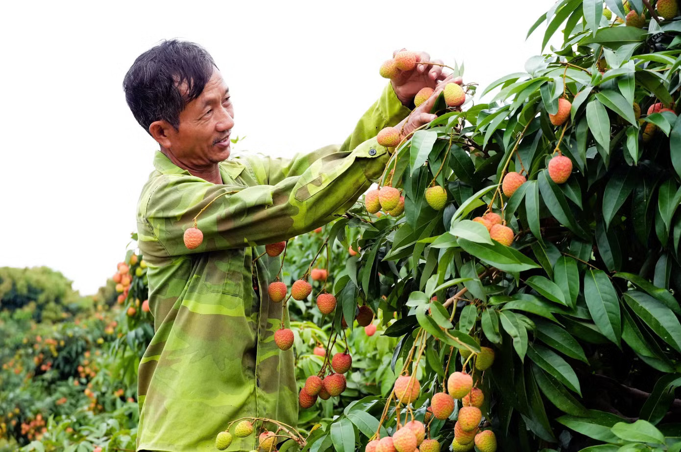 Khóc, cười mùa vải thiều Bắc Ninh - Ảnh 1.
