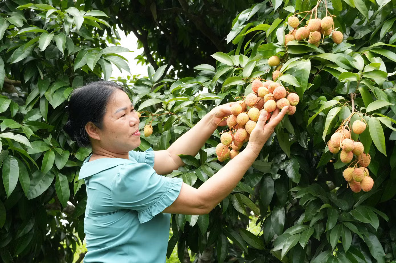 Khóc, cười mùa vải thiều Bắc Ninh - Ảnh 3.
