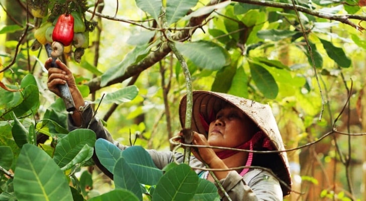 media.thuonghieucongluan.vn-uploads-2024-02-14-_thu-hoach-hat-dieu-1707888972.jpg