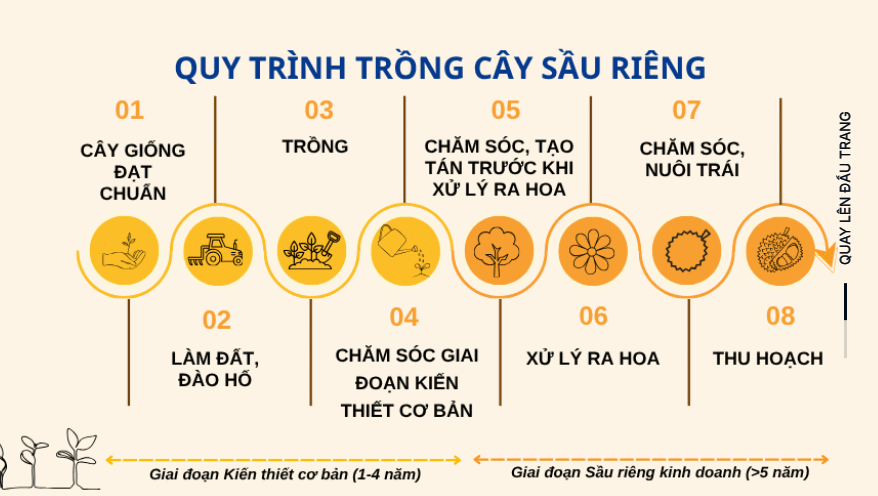 Giá sầu riêng rớt thảm, vựa sầu hơn 2.000ha của bầu Đức gây chú ý - Ảnh 2.