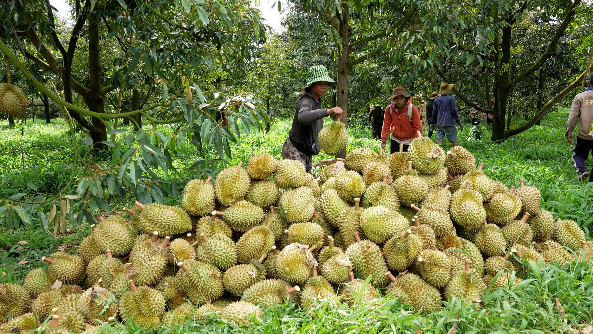 khanh-son-sau-rieng-27697698945460793309377.jpg
