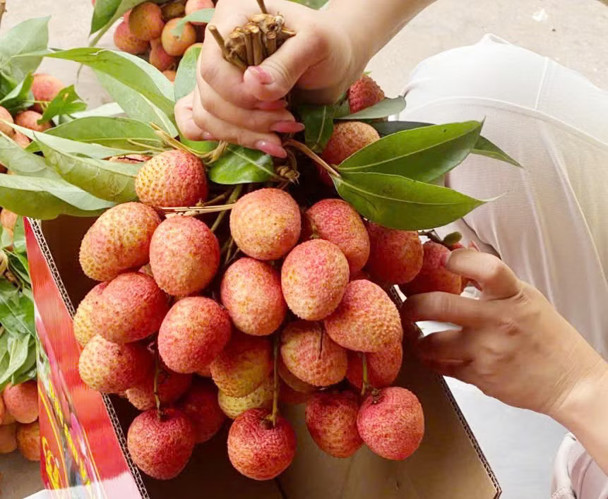 Vải u trứng của anh Nguyễn Hữu Tuấn bán với giá 300.000 đồng/kg. Chưa từng có: 300.000 đồng/kg vải thiều tại vườn - Ảnh 1.
