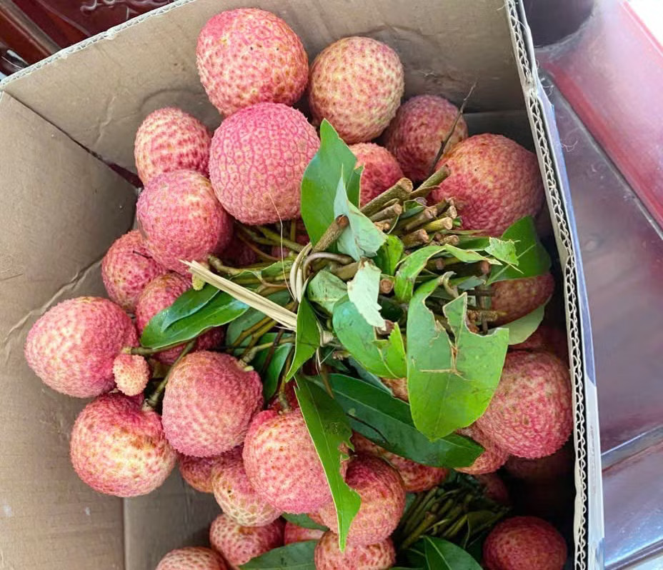 Khách hàng liên tục đặt mua vải u trứng của anh Tuấn với giá hàng trăm nghìn đồng/kg, nhưng không có vải bán. Chưa từng có: 300.000 đồng/kg vải thiều tại vườn - Ảnh 2.
