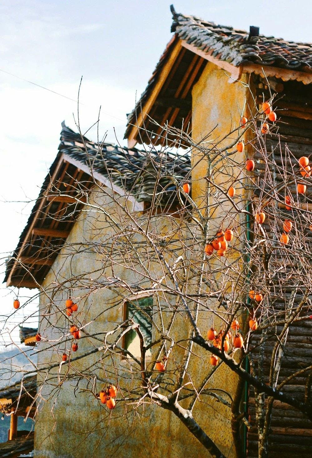 lolochai3_1780625199.jpg