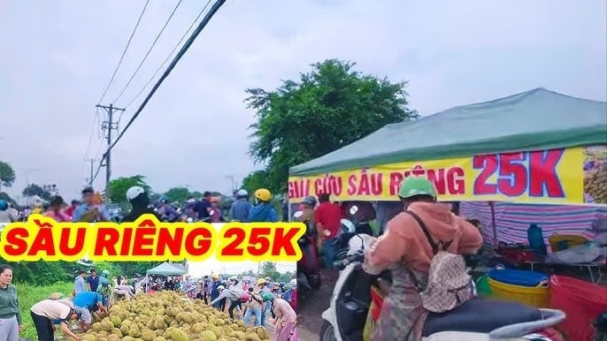 sau-rieng-giai-cuu-2.jpg